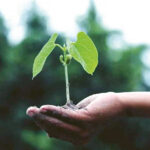 Sinnbild für MBEL: Sprössling auf Hand